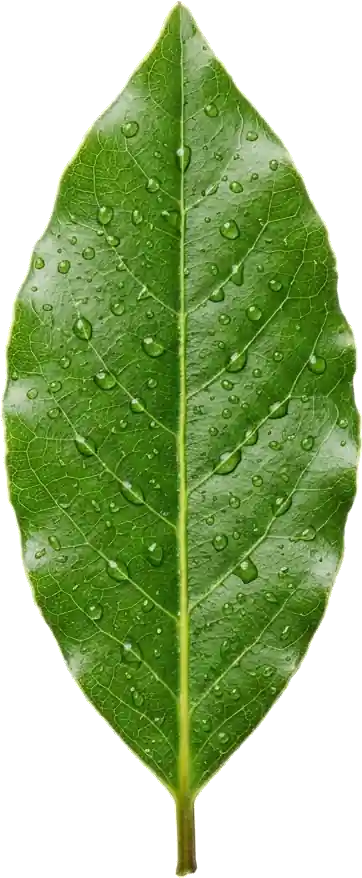 Herbal foliage accent