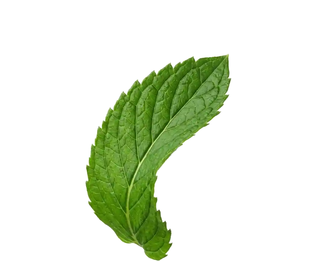 Floating herb leaf